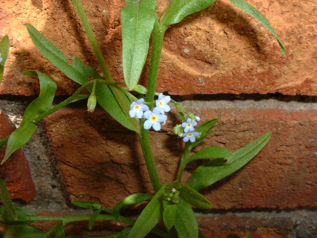 Myosotis laxa